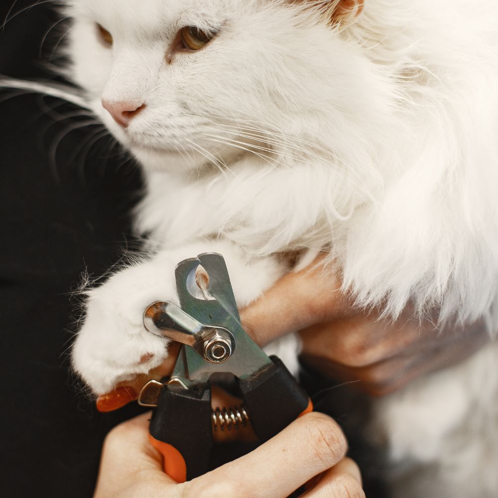 Cat using a blue grooming brush on a wooden floor.