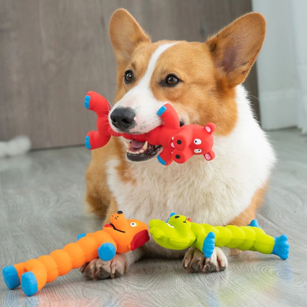 A corgi dog sits on a light wood floor holding a red plush toy in its mouth, with two more colorful dog toys on the floor in front of it.