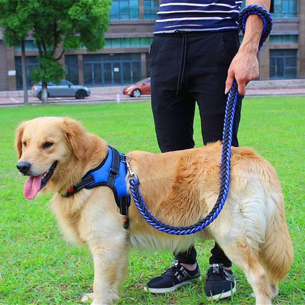Dog on a leash with a person in a striped shirt and black pants standing on grass.