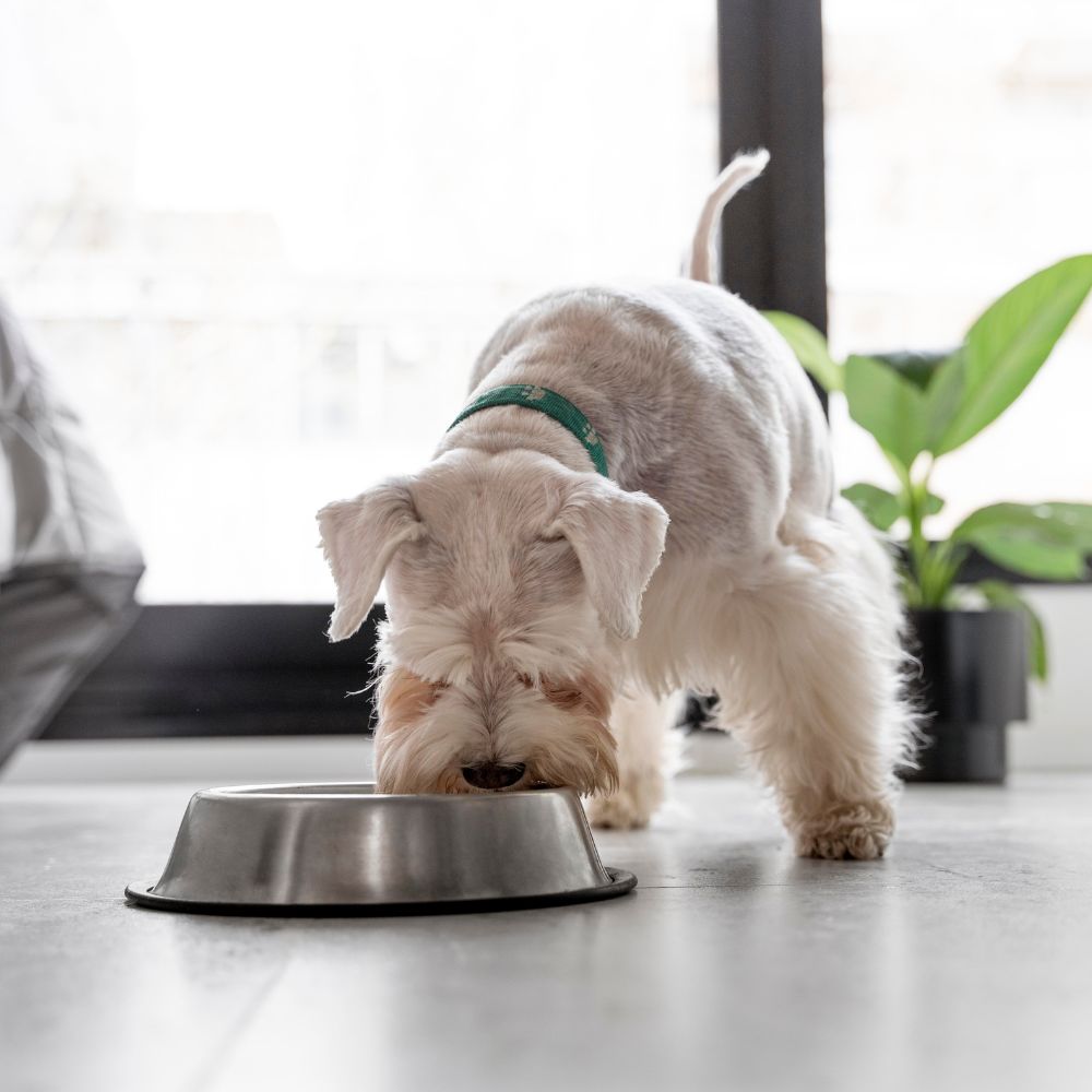 A small white dog wearing a green collar eats from a stainless steel bowl on a light gray floor in a bright indoor setting.
