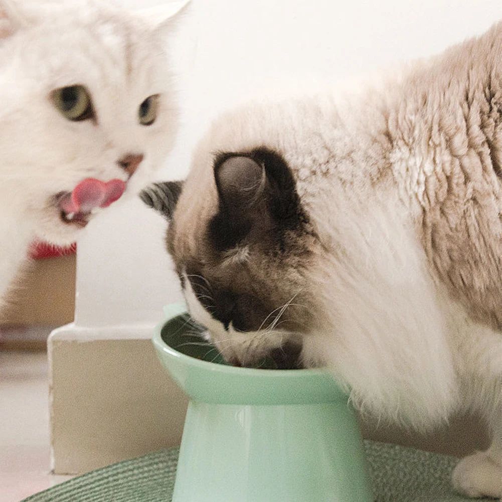 Elevated Tilted Cat Food Bowl Ergonomic Raised Feeder
