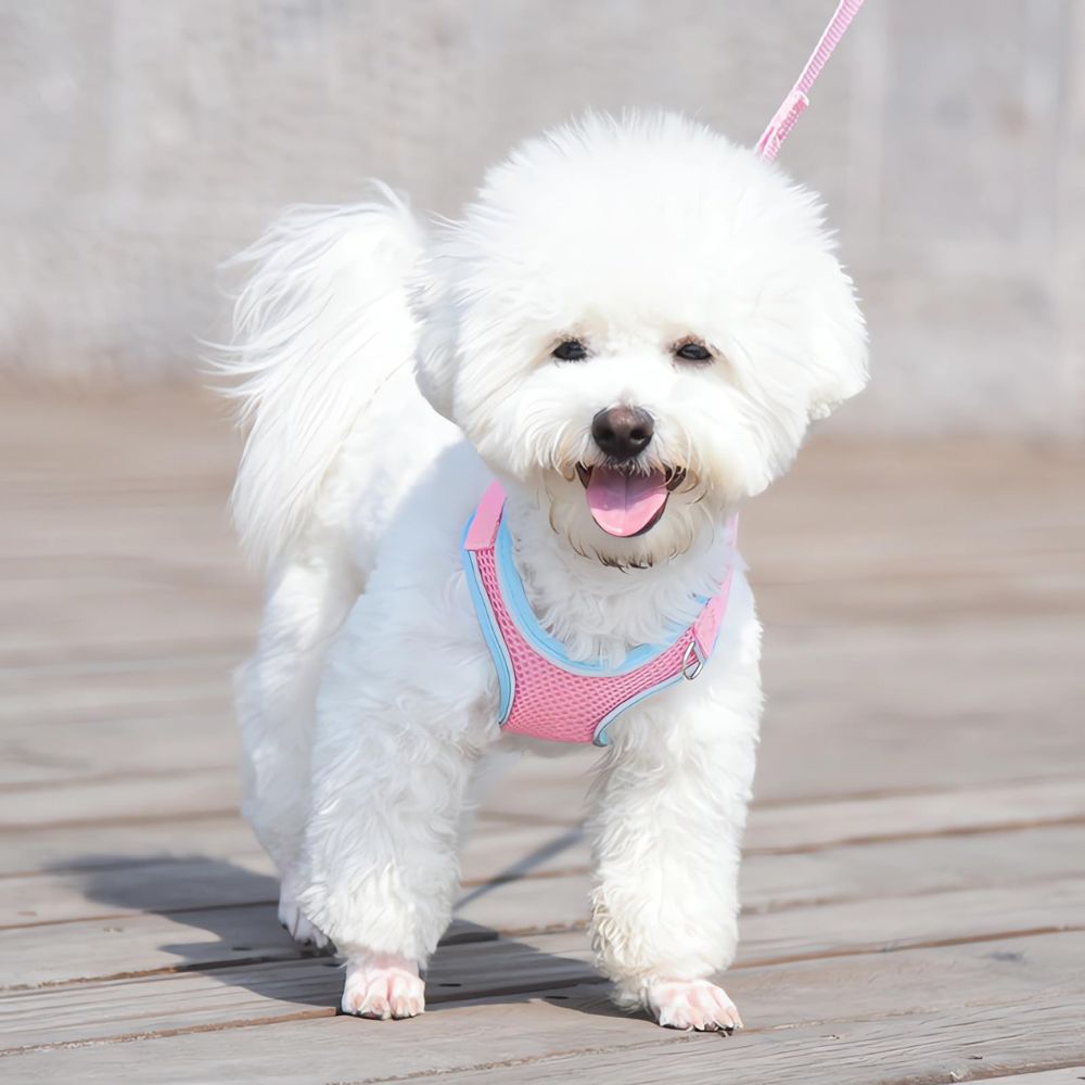A small white dog wearing a pink and light blue mesh harness walks on a wooden deck outdoors.