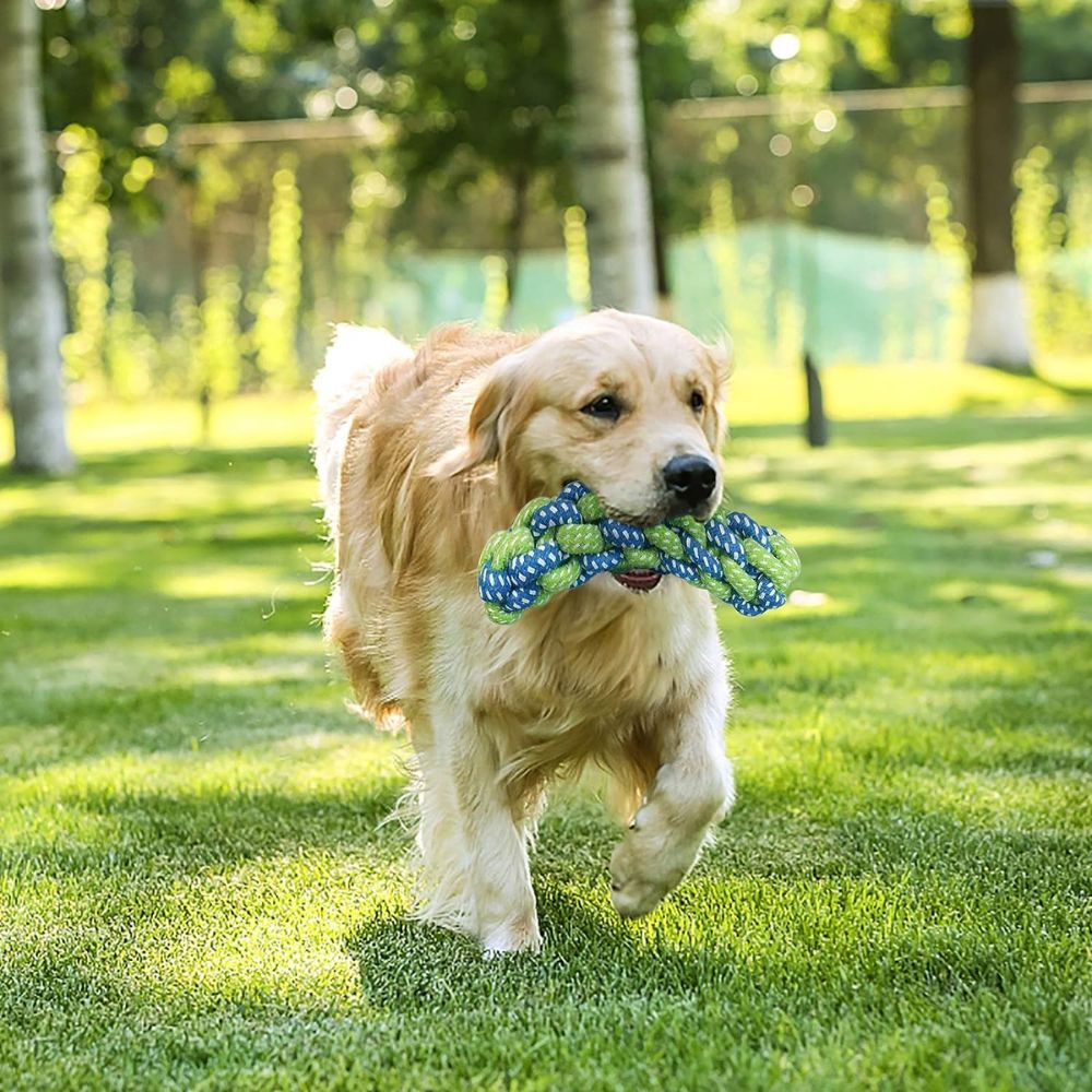A golden retriever dog running on a grassy lawn in a sunny backyard, holding a blue and green knotted rope toy in its mouth.