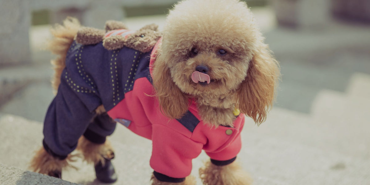 A small fluffy dog wearing a pink jacket and dark blue pants outfit, standing outdoors on stone steps.