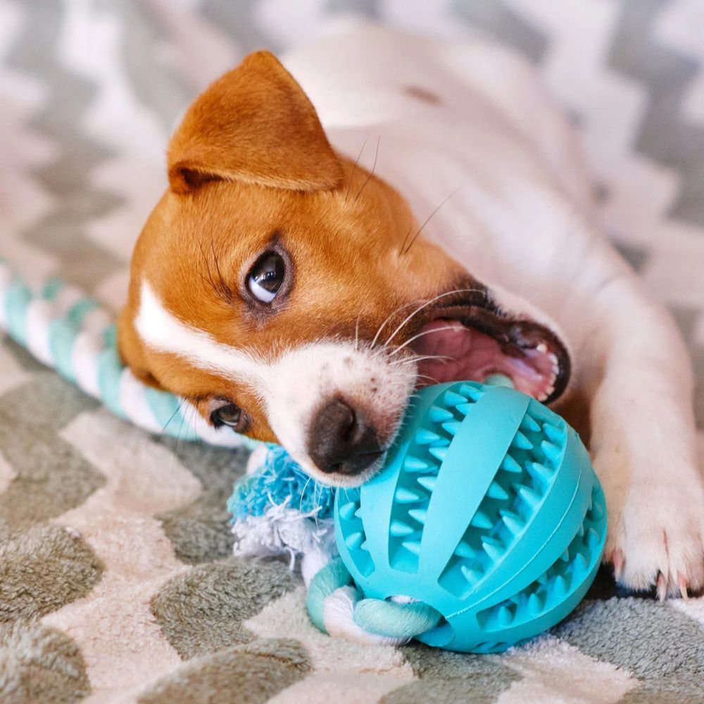 Dog playing with a blue rubber ball and rope toy on a carpeted floor.
