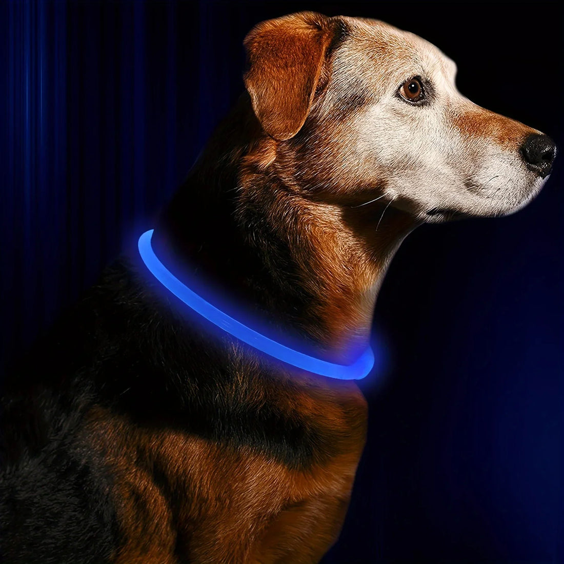USB Rechargeable LED Light Luminous Dog Collar