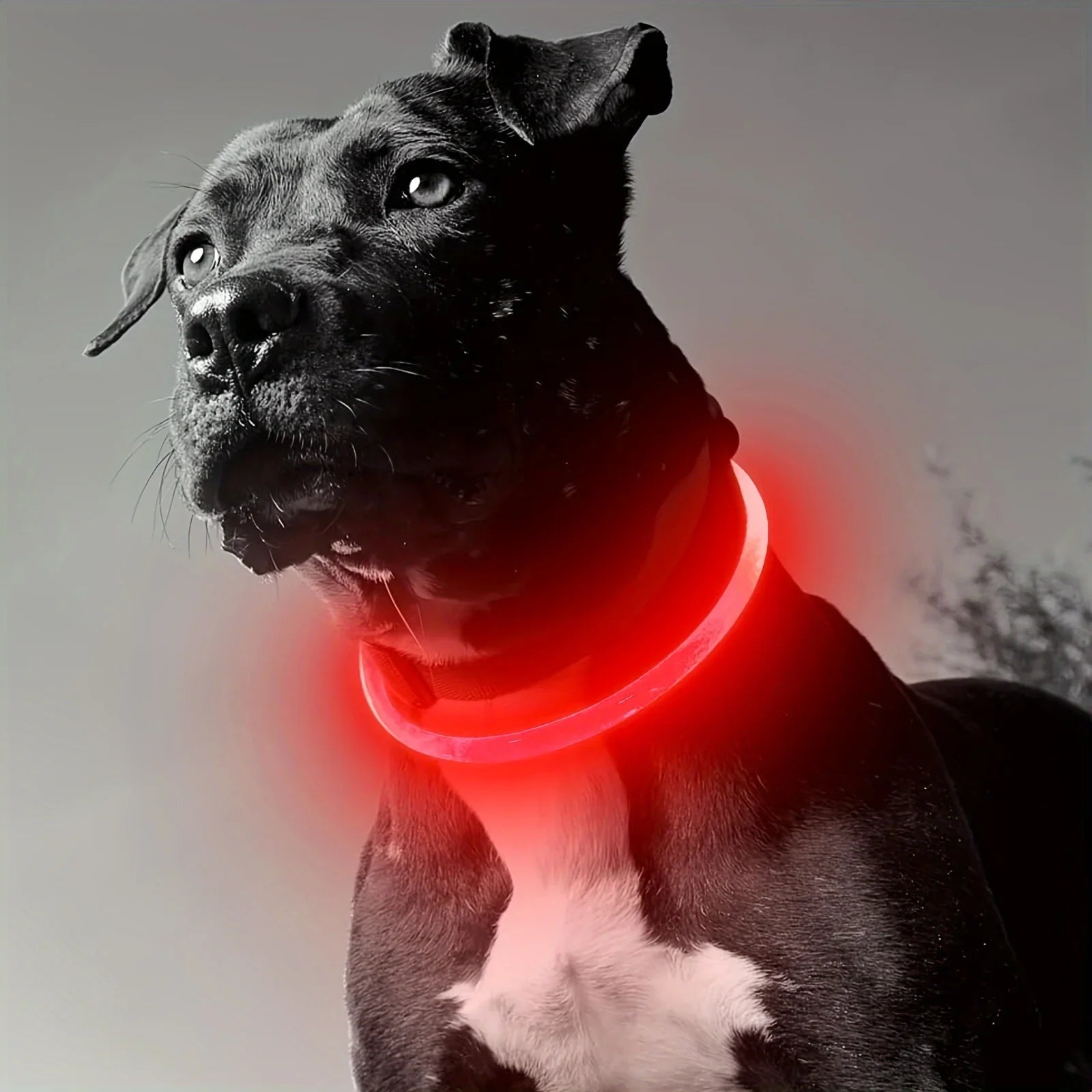 USB Rechargeable LED Light Luminous Dog Collar