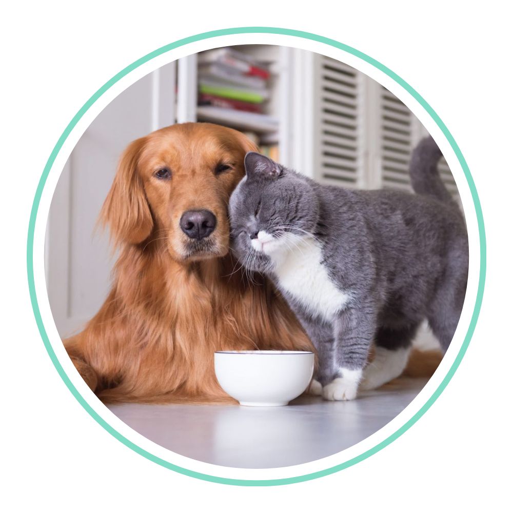 A golden retriever dog and a gray and white cat resting together inside a circular frame with a mint green border, with a small white bowl in front of them.